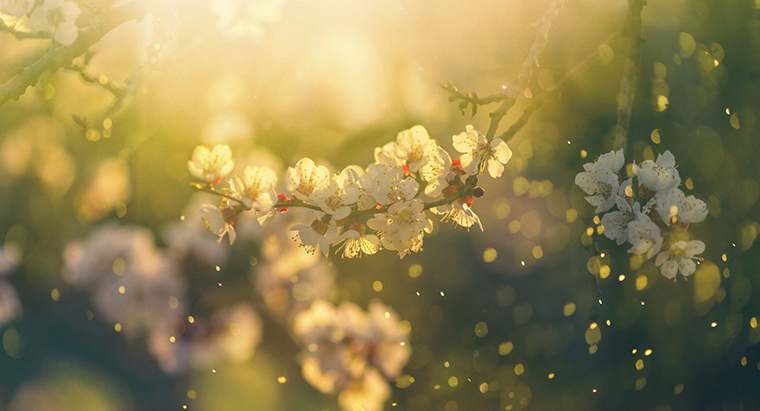 How to Beat Seasonal Allergies this Summer